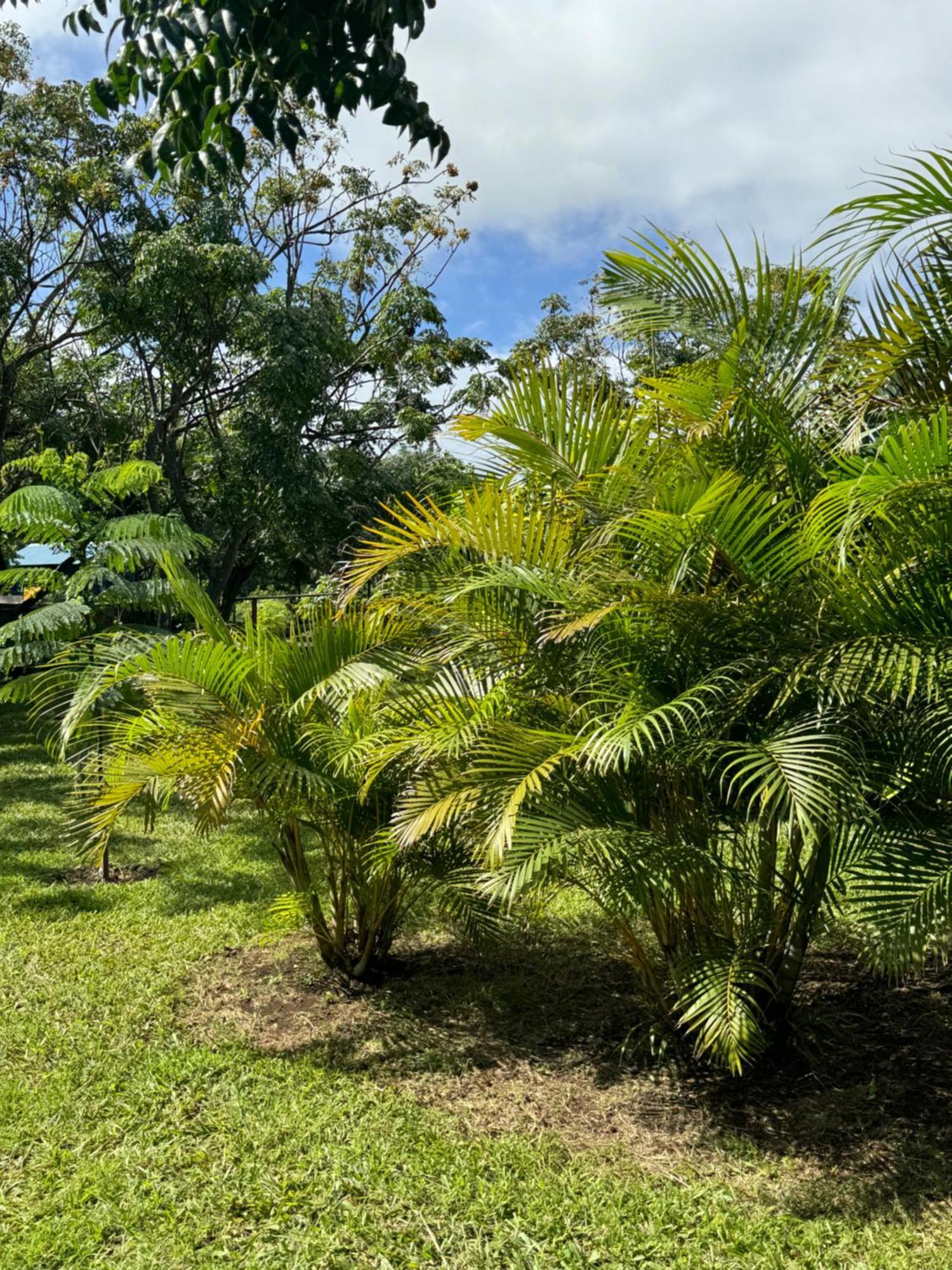 Cabanas Raupa Hanga Roa Buitenkant foto